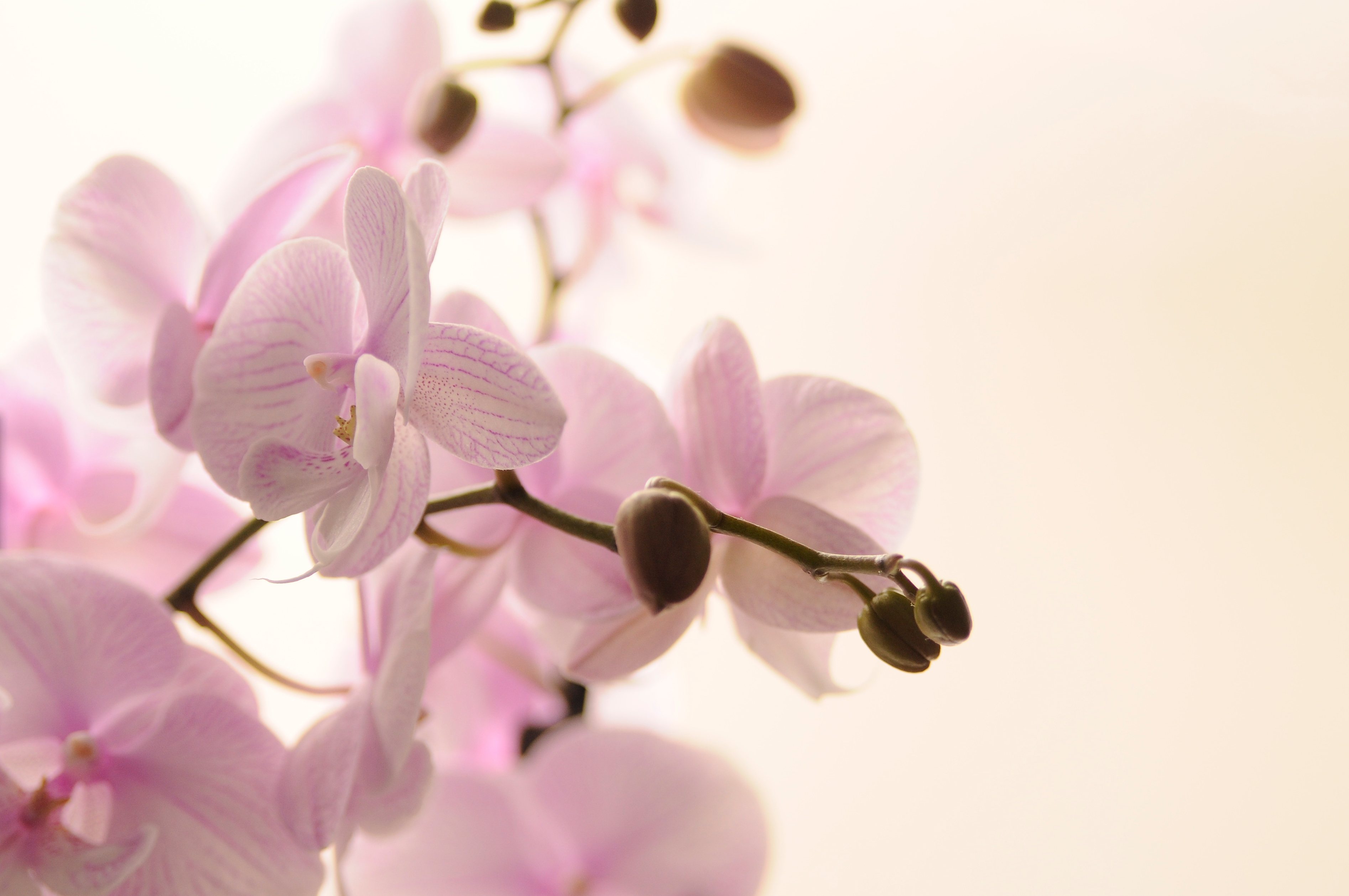 Beautiful blooming orchid isolated on white Pink orchid flower. Greeting background. Pink orchid in pot on white background. Image of love and beauty. Natural background and design element.